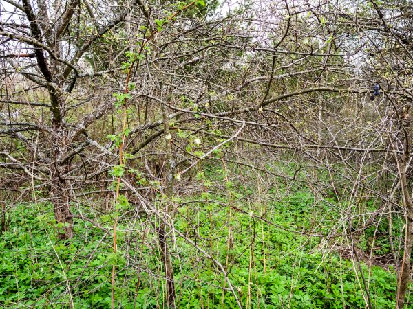 Underbrush Clearing in American Fork