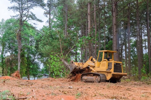 Forest Thinning in American Fork